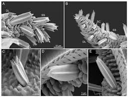 Attēlu rezultāti vaicājumam “Protoschinia scutosa”