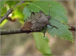 Attēlu rezultāti vaicājumam “Troilus luridus”