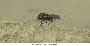 Attēlu rezultāti vaicājumam “Pissodes piniphilus”