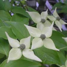 Attēlu rezultāti vaicājumam “Pseudotsuga menziesii flower”