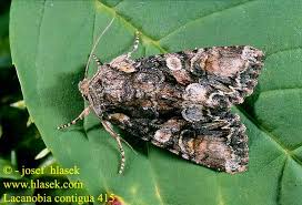 Attēlu rezultāti vaicājumam “Lacanobia contigua”