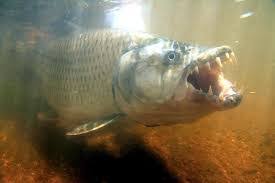 Image result for Goliath Tigerfish