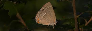 Attēlu rezultāti vaicājumam “Favonius quercus”