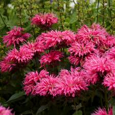 Image result for Monarda didyma