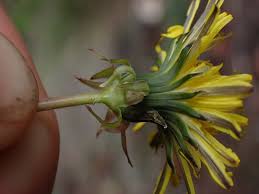 Attēlu rezultāti vaicājumam “Taraxacum officinale aggr. fruit”