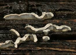 Attēlu rezultāti vaicājumam “Physarum bivalve”