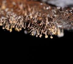 Attēlu rezultāti vaicājumam “Physarum pezizoideum macro”