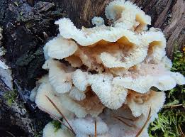 Attēlu rezultāti vaicājumam “Phlebia tremellosa”