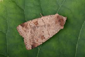 Attēlu rezultāti vaicājumam “Diarsia florida”