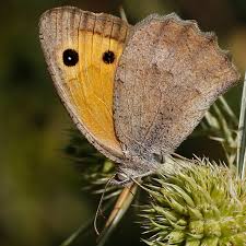 Attēlu rezultāti vaicājumam “Hyponephele lycaon male”