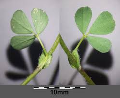 Attēlu rezultāti vaicājumam “Trifolium dubium leaf”