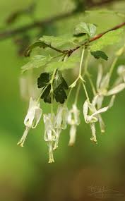 Attēlu rezultāti vaicājumam “Ribes uva-crispa flower”