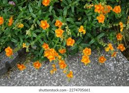 Attēlu rezultāti vaicājumam “Helianthemum x hybridum flower”