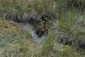 Attēlu rezultāti vaicājumam “Lycopodiella inundata”