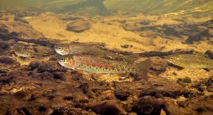 Image result for Oncorhynchus mykiss