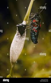 Attēlu rezultāti vaicājumam “Zygaena cocoon”