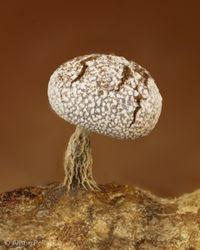 Attēlu rezultāti vaicājumam “Physarum album spores”