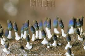 Attēlu rezultāti vaicājumam “Diachea leucopodia”