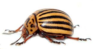 Attēlu rezultāti vaicājumam “Leptinotarsa decemlineata”