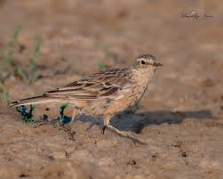 Image result for Anthus spinoletta