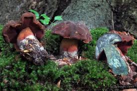 Attēlu rezultāti vaicājumam “Sutorius luridiformis”