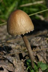 Attēlu rezultāti vaicājumam “Panaeolus papilionaceus”