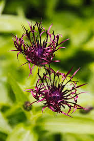 Attēlu rezultāti vaicājumam “Centaurea jacea flower”