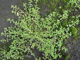 Attēlu rezultāti vaicājumam “Stellaria pallida”