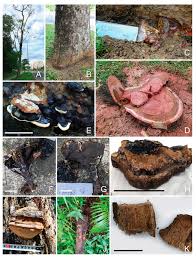 Attēlu rezultāti vaicājumam “Phellinus nigrolimitatus”