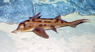 Image result for Callorhinchus capensis