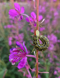 Attēlu rezultāti vaicājumam “Hyles gallii imago”