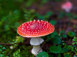 Image result for vliegenzwam