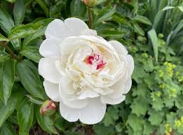 Image result for Pfingstrose