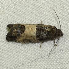 Attēlu rezultāti vaicājumam “Spilonota ocellana”