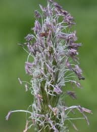 Attēlu rezultāti vaicājumam “Alopecurus pratensis flower”