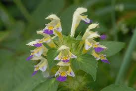 Attēlu rezultāti vaicājumam “Galeopsis speciosa”