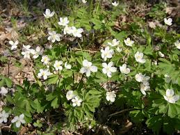 Attēlu rezultāti vaicājumam “Isopyrum thalictroides”