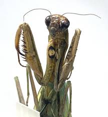 Attēlu rezultāti vaicājumam “Mantis religiosa”