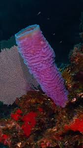 Attēlu rezultāti vaicājumam “Tubifera applanata sessile”