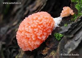 Attēlu rezultāti vaicājumam “Tubifera ferruginosa (subsp. ferruginosa) macro”