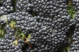 Attēlu rezultāti vaicājumam “Cribraria sp.”