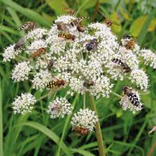 Attēlu rezultāti vaicājumam “Tetanops myopina”