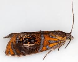 Attēlu rezultāti vaicājumam “Olethreutes arcuella”