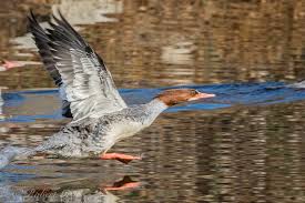 Attēlu rezultāti vaicājumam “Mergus merganser female”