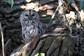 Attēlu rezultāti vaicājumam “Strix aluco female”