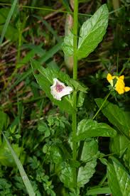 Attēlu rezultāti vaicājumam “Verbascum blattaria flower”