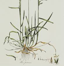 Attēlu rezultāti vaicājumam “Poa pratensis”