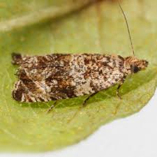 Attēlu rezultāti vaicājumam “Archips podana male”