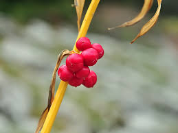 Attēlu rezultāti vaicājumam “Polygonatum verticillatum fruit”