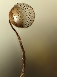 Attēlu rezultāti vaicājumam “Cribraria tenella”